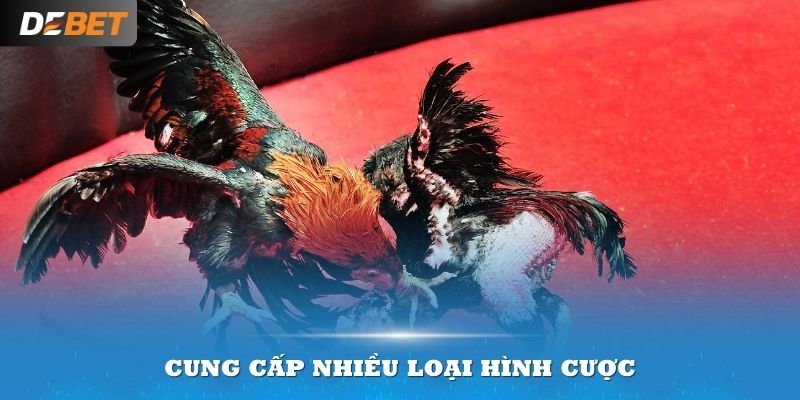 Đơn vị cung cấp nhiều loại hình cược đa dạng cho bạn chọn lựa